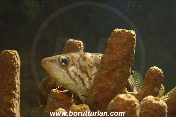 Piran, Slovenia, Adriatic sea, Mediterranean sea, Serranus hepatus, Serranus, Serranidae, Brown comber, Fish, Backlight, Backlit