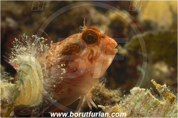 Piran, Slovenia, Adriatic sea, Mediterranean sea, Parablennius zvonimiri, Parablennius, Blenniidae, Zvonimir
