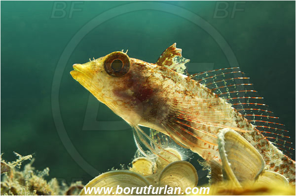 Piran, Slovenia, Adriatic sea, Mediterranean sea, Tripterygion tripteronotum, Tripterygion, Tripterygiidae, Red-black triplefin, Triplefin, Fish, Female, Backlight, Backlit