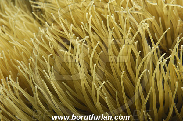 Piran, Slovenia, Adriatic sea, Mediterranean sea, Anemonia sulcata, Anemonia, Actiniidae, Mediterranean snakelocks sea anemone, Anemone, Anthozoa, Cnidaria, Cnidarian, Backlight, Abstract, Backlit