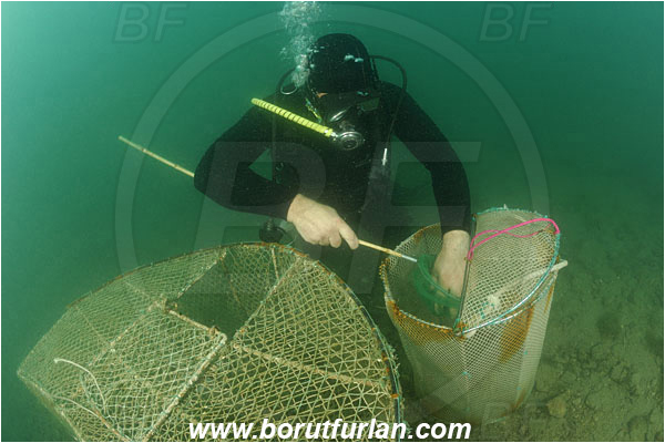 Piran, Slovenia, Adriatic sea, Mediterranean sea, Diver, Aquarist, Collecting for aquarium, Fish trap