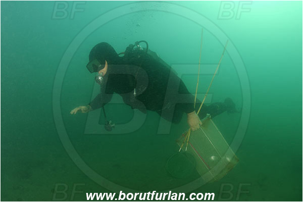 Piran, Slovenia, Adriatic sea, Mediterranean sea, Diver, Aquarist, Collecting for aquarium, Fish trap