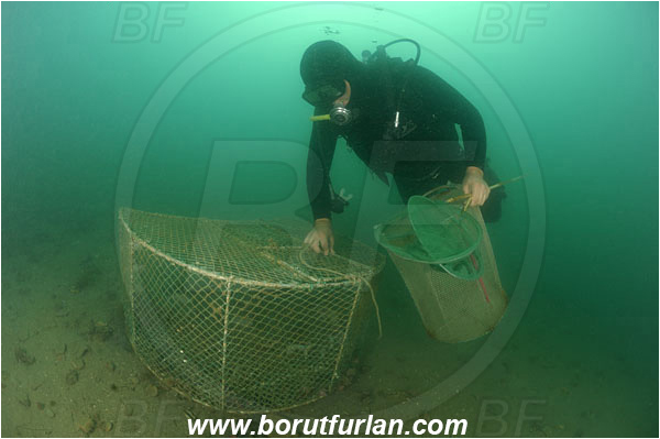 Piran, Slovenia, Adriatic sea, Mediterranean sea, Diver, Aquarist, Collecting for aquarium, Fish trap