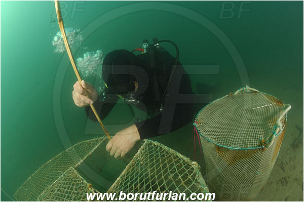 Piran, Slovenia, Adriatic sea, Mediterranean sea, Diver, Aquarist, Collecting for aquarium, Fish trap