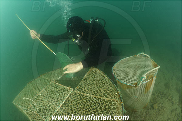 Piran, Slovenia, Adriatic sea, Mediterranean sea, Diver, Aquarist, Collecting for aquarium, Fish trap
