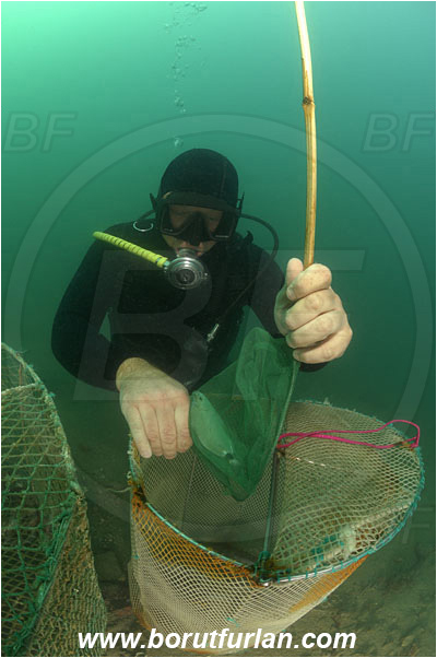 Piran, Slovenia, Adriatic sea, Mediterranean sea, Diver, Aquarist, Collecting for aquarium, Fish trap