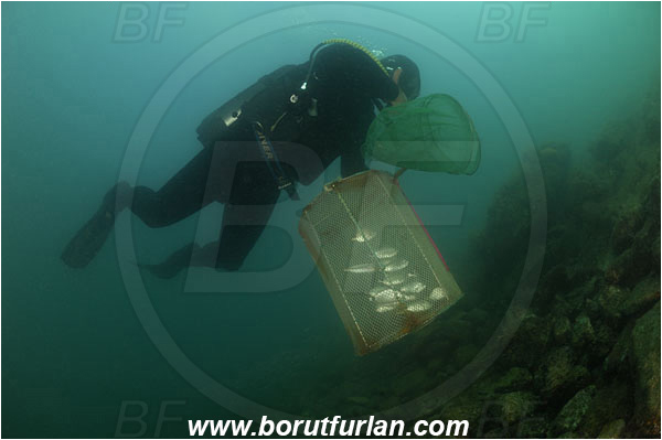 Piran, Slovenia, Adriatic sea, Mediterranean sea, Diver, Aquarist, Collecting for aquarium, Fish trap