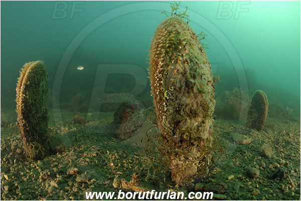 Piran, Slovenia, Adriatic sea, Mediterranean sea, Pinna nobilis, Pinna, Pinnidae, Bivalvia, Mollusca, Mollusc, Noble pen shell, Fan-mussel, Shell, Reef