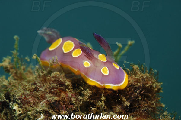 Trieste, Italy, Adriatic sea, Mediterranean sea, Felimida luteorosea, Felimida, Chromodorididae, Yellow-spotted doris, Nudibranch, Sea slug, Gastropoda, Mollusca