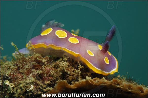Trieste, Italy, Adriatic sea, Mediterranean sea, Felimida luteorosea, Felimida, Chromodorididae, Yellow-spotted doris, Nudibranch, Sea slug, Gastropoda, Mollusca