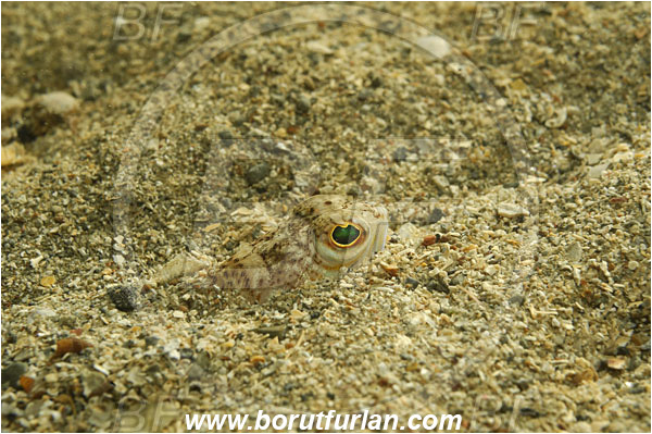 Piran, Slovenia, Adriatic sea, Mediterranean sea, Trachinus draco, Trachinus, Trachinidae, Greater weever, Weever, Fish, Backlight, Portrait, Buried in the sand, Backlit