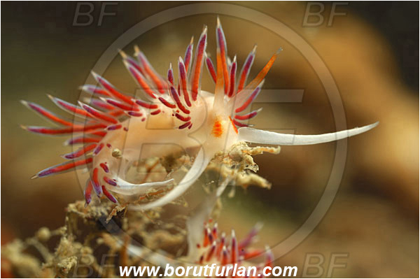 Piran, Slovenia, Adriatic sea, Mediterranean sea, Cratena peregrina, Cratena, Facelinidae, Tricolor nudibranch, Nudibranch, Sea slug, Gastropoda, Mollusca, Backlight, Backlit