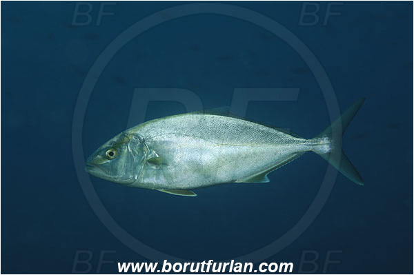 Island Korcula, Croatia, Adriatic sea, Mediterranean sea, Seriola dumerili, Seriola, Carangidae, Greater Amberjack, Amberjack, Jack, Fish