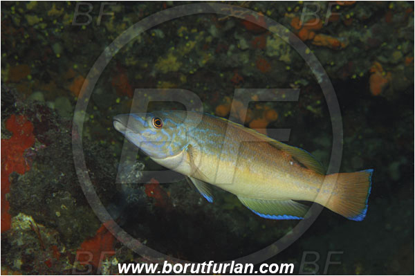 Island Korcula, Croatia, Adriatic sea, Mediterranean sea, Labrus mixtus, Labrus, Labridae, Cuckoo wrasse, Wrasse, Fish, Intermediate between female and male