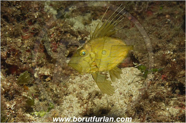 Island Korcula, Croatia, Adriatic sea, Mediterranean sea, Zeus faber, Zeus, Zeidae, John Dory, St Pierre, Peter