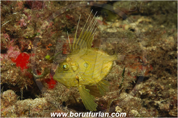 Island Korcula, Croatia, Adriatic sea, Mediterranean sea, Zeus faber, Zeus, Zeidae, John Dory, St Pierre, Peter