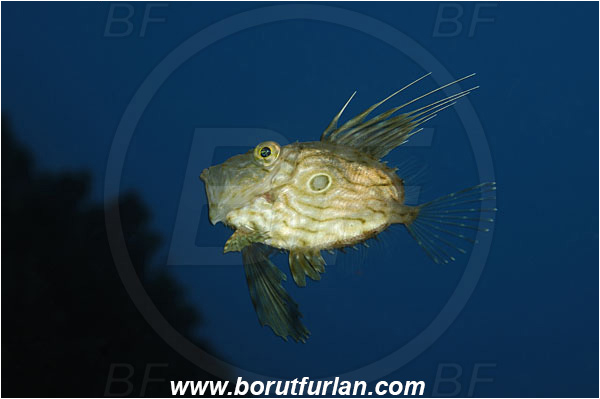 Island Korcula, Croatia, Adriatic sea, Mediterranean sea, Zeus faber, Zeus, Zeidae, John Dory, St Pierre, Peter