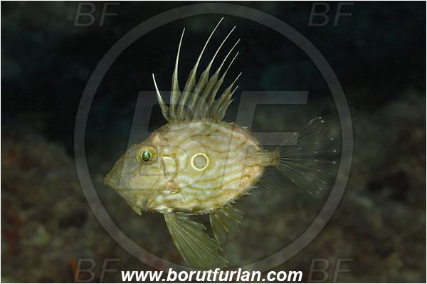 Island Korcula, Croatia, Adriatic sea, Mediterranean sea, Zeus faber, Zeus, Zeidae, John Dory, St Pierre, Peter