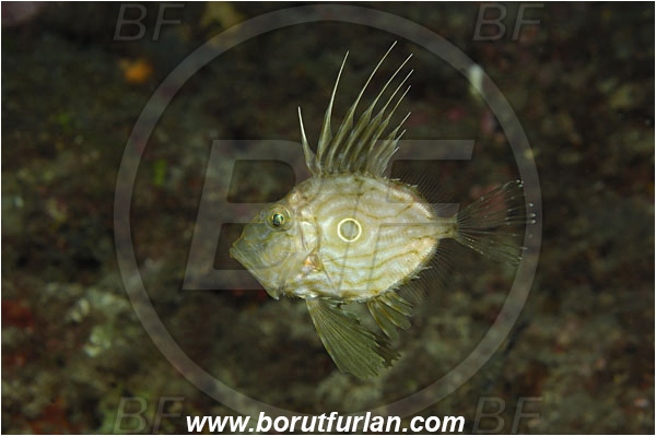 Island Korcula, Croatia, Adriatic sea, Mediterranean sea, Zeus faber, Zeus, Zeidae, John Dory, St Pierre, Peter