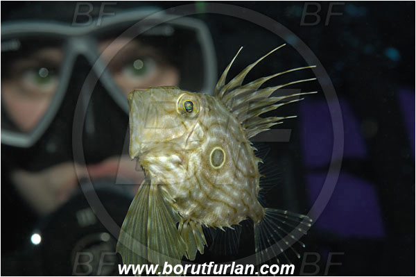 Island Korcula, Croatia, Adriatic sea, Mediterranean sea, Zeus faber, Zeus, Zeidae, John Dory, St Pierre, Peter