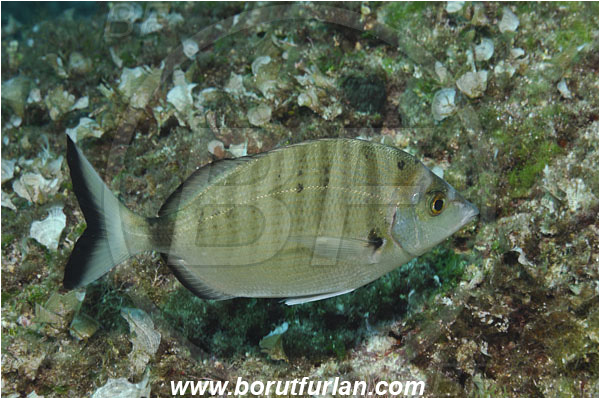 Island Korcula, Croatia, Adriatic sea, Mediterranean sea, Diplodus puntazzo, Diplodus, Sparidae, Sharpsnout seabream, Bream, Fish