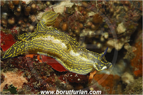 Island Korcula, Croatia, Adriatic sea, Mediterranean sea, Felimare picta, Felimare, Chromodorididae, Painted dorid, Nudibranch, Sea slug, Gastropoda, Mollusca