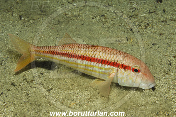 Island Korcula, Croatia, Adriatic sea, Mediterranean sea, Mullus surmuletus, Mullus, Mullidae, Striped red mullet, Mullet, Goatfish, Fish, Digging in the sand