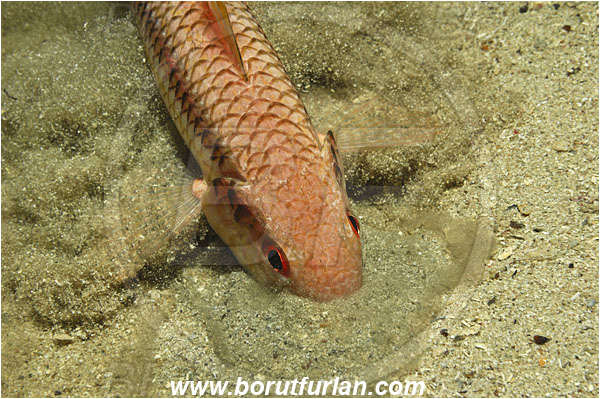 Island Korcula, Croatia, Adriatic sea, Mediterranean sea, Mullus surmuletus, Mullus, Mullidae, Striped red mullet, Mullet, Goatfish, Fish, Digging in the sand