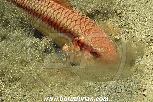 Island Korcula, Croatia, Adriatic sea, Mediterranean sea, Mullus surmuletus, Mullus, Mullidae, Striped red mullet, Mullet, Goatfish, Fish, Digging in the sand