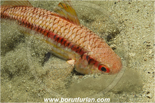 Island Korcula, Croatia, Adriatic sea, Mediterranean sea, Mullus surmuletus, Mullus, Mullidae, Striped red mullet, Mullet, Goatfish, Fish, Digging in the sand