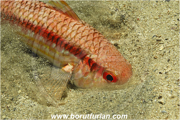 Island Korcula, Croatia, Adriatic sea, Mediterranean sea, Mullus surmuletus, Mullus, Mullidae, Striped red mullet, Mullet, Goatfish, Fish, Digging in the sand