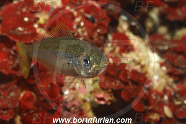 Island Korcula, Croatia, Adriatic sea, Mediterranean sea, Boops boops, Boops, Sparidae, Bogue, Seabream, Fish