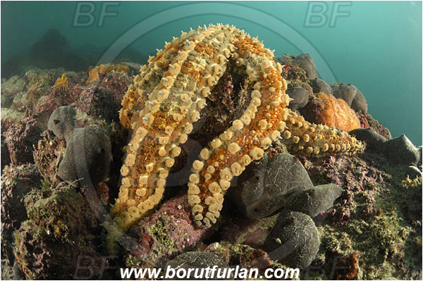 Piran, Slovenia, Adriatic sea, Mediterranean sea, Marthasterias glacialis, Marthasterias, Asteriidae, Spiny starfish, Strafish, Asteroidea, Echinodermata, Echinoderm, Reef