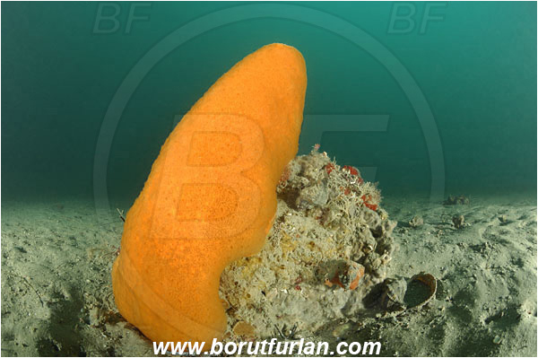 Piran, Slovenia, Adriatic sea, Mediterranean sea, Aplidium conicum, Aplidium, Polyclinidae, Colony of tunicates, Conical sea squirt, Sea squirt, Ascidiacea, Tunicata, Tunicate
