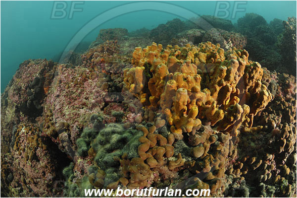 Piran, Slovenia, Adriatic sea, Mediterranean sea, Aplysina aerophoba, Aplysina, Aplysinidae, Yellow Tube Sponge, Golden Sponge, Sponge, Porifera, Reef