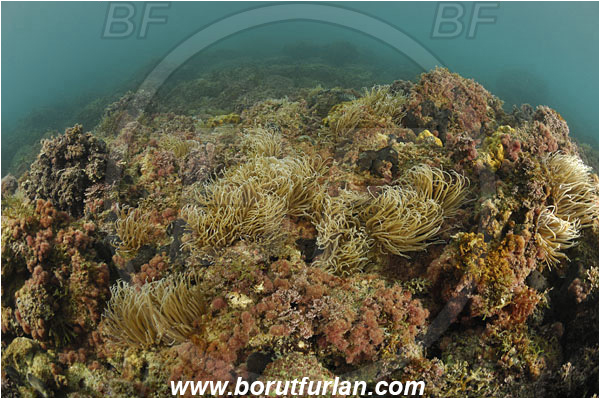 Piran, Slovenia, Adriatic sea, Mediterranean sea, Anemonia sulcata, Anemonia, Actiniidae, Mediterranean snakelocks sea anemone, Anemone, Anthozoa, Cnidaria, Cnidarian, Reef