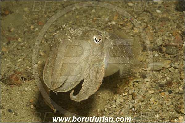 Piran, Slovenia, Adriatic sea, Mediterranean sea, Sepia officinalis, Sepia, Sepiidae, European cuttlefish, Common cuttlefish, Cuttlefish, Cephalopoda, Mollusca, Mollusc