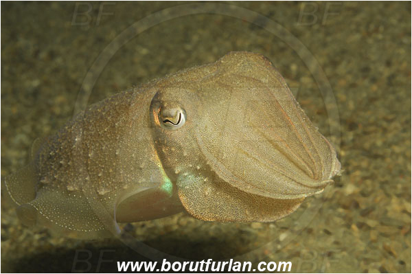 Piran, Slovenia, Adriatic sea, Mediterranean sea, Sepia officinalis, Sepia, Sepiidae, European cuttlefish, Common cuttlefish, Cuttlefish, Cephalopoda, Mollusca, Mollusc