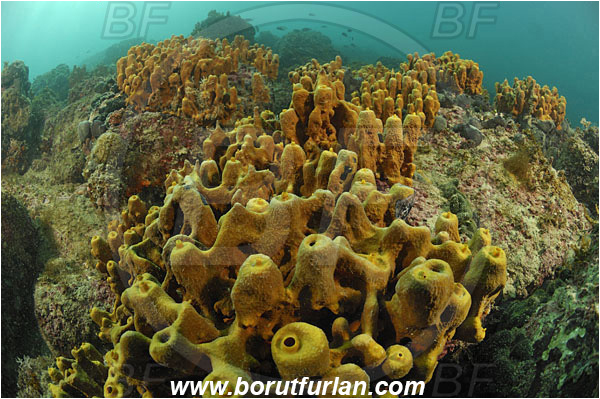 Piran, Slovenia, Adriatic sea, Mediterranean sea, Aplysina aerophoba, Aplysina, Aplysinidae, Yellow Tube Sponge, Golden Sponge, Sponge, Porifera, Reef