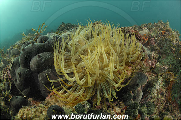 Piran, Slovenia, Adriatic sea, Mediterranean sea, Aiptasia mutabilis, Aiptasia, Aiptasiidae, Glass anemone, Trumpet anemone, Anemone, Anthozoa, Cnidaria, Cnidarian, Reef