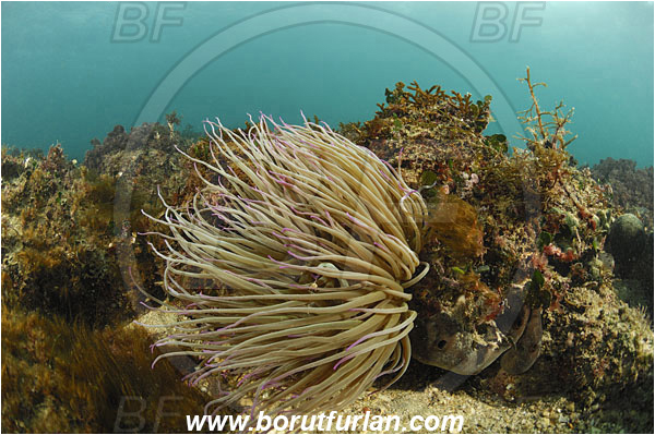 Piran, Slovenia, Adriatic sea, Mediterranean sea, Anemonia sulcata, Anemonia, Actiniidae, Mediterranean snakelocks sea anemone, Anemone, Anthozoa, Cnidaria, Cnidarian, Reef