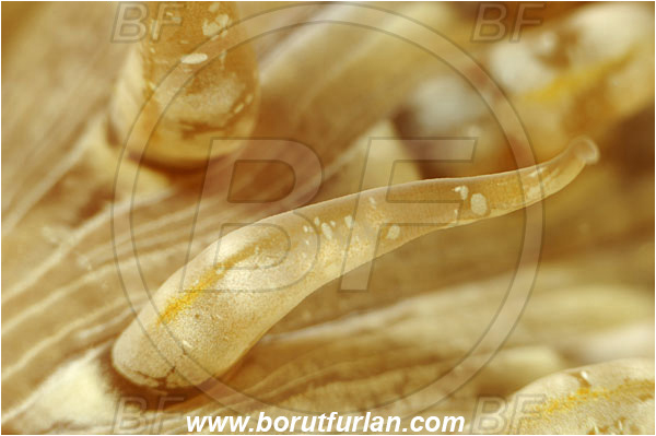 Piran, Slovenia, Adriatic sea, Mediterranean sea, Cereus pedunculatus, Cereus, Sagartiidae, Daisy anemone, Anemone, Anthozoa, Cnidaria, Cnidarian, Abstract