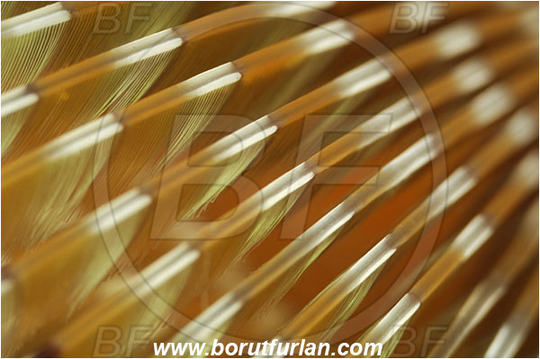 Piran, Slovenia, Adriatic sea, Mediterranean sea, Worm, Sabella spallanzanii, Sabella, Sabellidae, Mediterranean fanworm, Polychaeta, Abstract