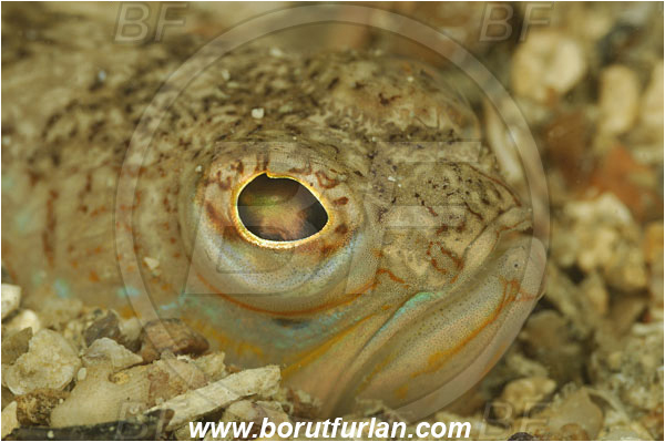 Piran, Slovenia, Adriatic sea, Mediterranean sea, Trachinus draco, Trachinus, Trachinidae, Greater weever, Weever, Fish, Portrait, Buried in the sand