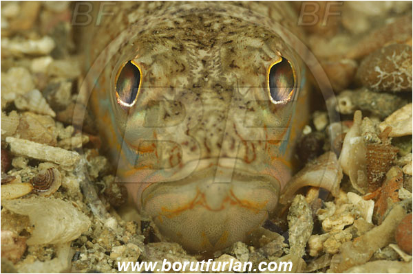 Piran, Slovenia, Adriatic sea, Mediterranean sea, Trachinus draco, Trachinus, Trachinidae, Greater weever, Weever, Fish, Portrait, Buried in the sand