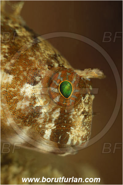 Piran, Slovenia, Adriatic sea, Mediterranean sea, Parablennius zvonimiri, Parablennius, Blenniidae, Zvonimir
