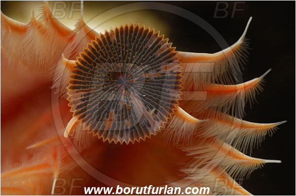 Piran, Slovenia, Adriatic sea, Mediterranean sea, Serpula vermicularis, Serpula, Serpulidae, Red tube worm, Plume worm, Worm, Polychaeta, Abstract