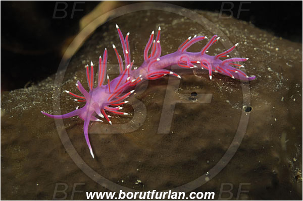 Piran, Slovenia, Adriatic sea, Mediterranean sea, Edmundsella pedata, Edmundsella, Flabellinidae, Violet Flabellina, Nudibranch, Sea slug, Gastropoda, Mollusca