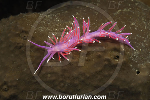 Piran, Slovenia, Adriatic sea, Mediterranean sea, Edmundsella pedata, Edmundsella, Flabellinidae, Violet Flabellina, Nudibranch, Sea slug, Gastropoda, Mollusca