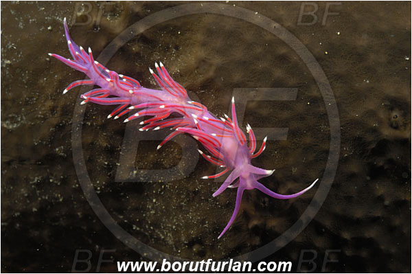 Piran, Slovenia, Adriatic sea, Mediterranean sea, Edmundsella pedata, Edmundsella, Flabellinidae, Violet Flabellina, Nudibranch, Sea slug, Gastropoda, Mollusca